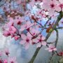 Prunus cerasifera 'Nigra'
